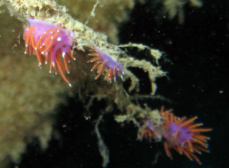 Flabellina ischitana